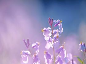 北京奥森公园二月兰花开正盛 为清明假期增添春日气息