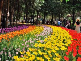 河南洛阳天气晴朗 郁金香牡丹园花开似锦