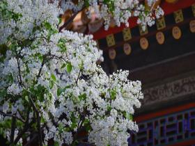 故宫四月芳菲盛 丁香如雪暗香来