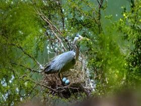山西平陆：黄河岸畔生态美 崖壁苍鹭育雏忙