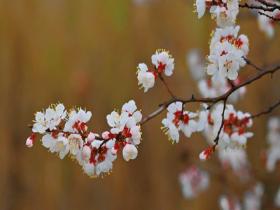 杏花微雨时 春意入画来
