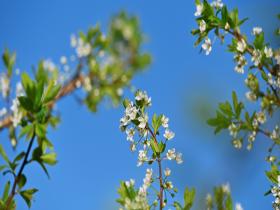 春日限定！北京蓝天为幕李花如雪 嫩蕊凝香新叶吐翠