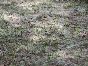 北京天气晴朗杨柳絮爆发 漫天飞舞如飘“雪”