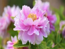 国色天香 北京景山公园牡丹艳压群芳