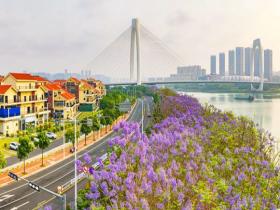 广西南宁蓝花楹次第绽放 为初夏时节增添浪漫色彩