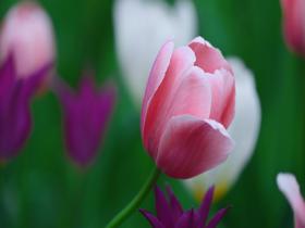 中山公园郁金香盛开 满园春色醉芳华