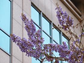 北京泡桐花路回归 淡雅粉紫如梦幻世界