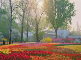 郁金香与轻雾晨光同框 治愈感拉满