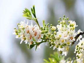 见者好运 解锁春日花花之“状元花”