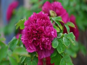 抢先看 北京圆明园牡丹惊艳绽放