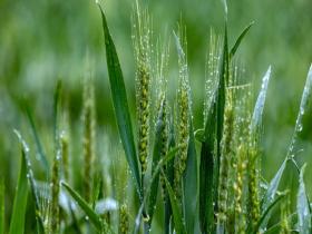 山西平陆春雨润麦田 一片青翠显生机