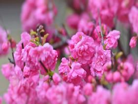 雨后自带高清滤镜 花草清新更显明艳