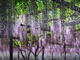 北京玉渊潭紫藤如帘醉春风