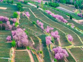 青岛万亩茶园樱花盛开 茶绿映樱粉混搭出最美春色