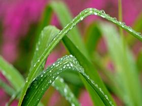 河南汝州春雨绵绵 润物无声