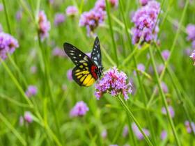 紫色浪漫 广西南宁马鞭草迎来盛花期