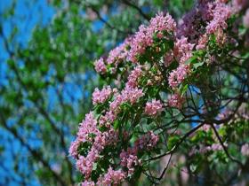花量超标 北京楸树花开溢满枝头
