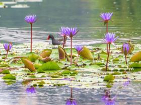 赏花正当时 广西南宁睡莲迎来盛花期