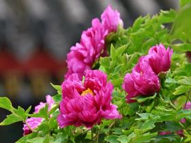 春花将尽新夏待启 用一组花花美照和春天说再见