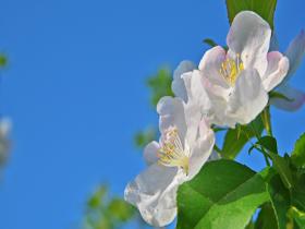 北京延庆海棠繁花满枝 瓣白如玉勾勒出春日温柔