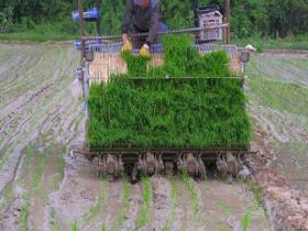 江西永新：谷雨时节插秧忙