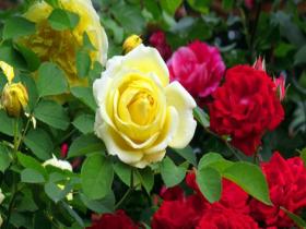 河南汝州月季园花开正艳 满园飘香