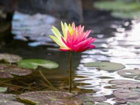 五一假期踏青寻芳 邂逅“一花双色”小惊喜