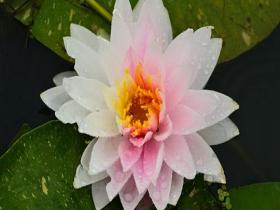 浙江金华：各色睡莲雨中绽放 清雅自成一景