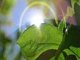 治愈系光影：晨光穿透枝叶 植物纹理自带高级感