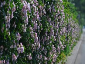 小清新！立夏时节蔷薇花开如“瀑布” 