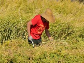 河南平顶山油菜成熟 农民收割忙