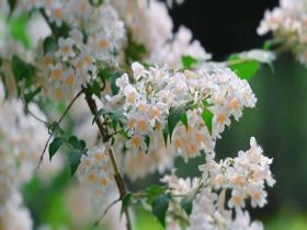 暮春里的花开成瀑 一树猬实一树烂漫