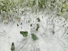 河北保定杨絮飘飞 地面如铺白毯
