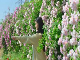 最美背景已就位 北京奥森蔷薇花墙氛围感拉满