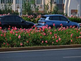 北京上班路秒变花海大道 月季是初夏的顶级浪漫