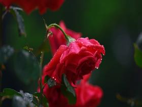 雨润月季花更娇 解锁颜值