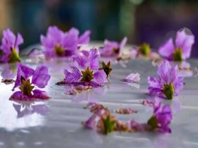雨润大花紫薇 浪漫氛围拉满