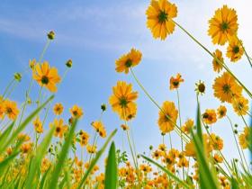 北京金鸡菊盛放 金色花海扮靓初夏