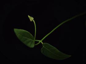 镜头下的植物美学 邂逅蓬勃绿意