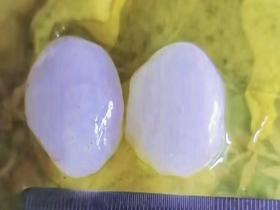 河北保定降冰雹 蔬菜车棚被砸坏
