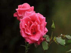 甘肃通渭：雨润月季 花朵如洒碎钻