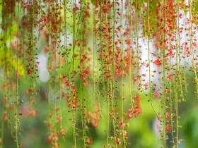 暮开朝谢 广西南宁红花玉蕊次第开放
