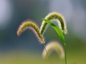 立秋时节：狗尾草悄悄染上“粉紫妆容”
