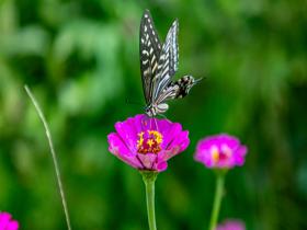 山西平陆：乡间花盛开 彩蝶入画来