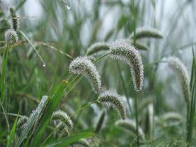 甘肃定西：雨后绿植“镶珠挂钻”