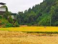 湖南湘西：稻田金黄 山野满溢秋收氛围