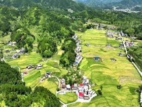 江西遂川：梯田鎏金 稻绘丰景