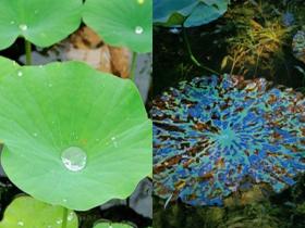 自然把季节写在万物上：一组镜头记录夏秋转变
