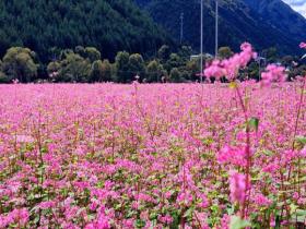 甘肃迭部：荞麦花盛放 山野铺展粉色浪漫