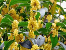 河南汝州：桂花盛开 缀满枝头